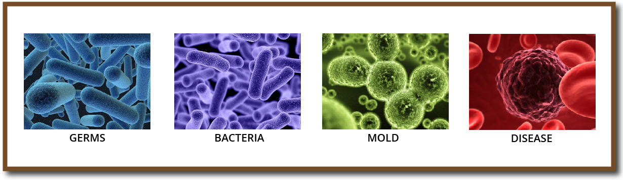 Germs, Mold, Bacteria, Disease